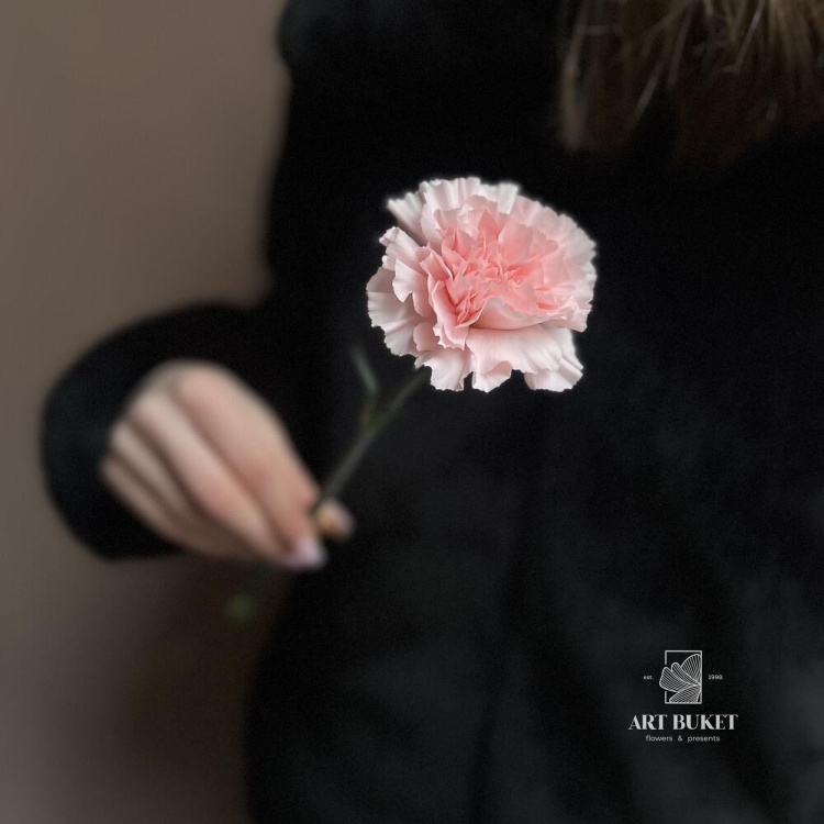 Гвоздика Микс Эквадор 