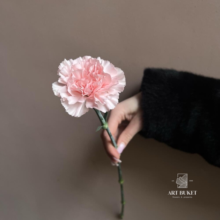 Гвоздика Микс Эквадор 