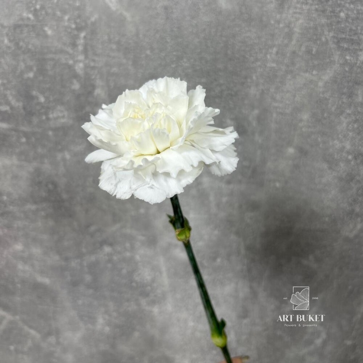 Гвоздика Микс Эквадор 