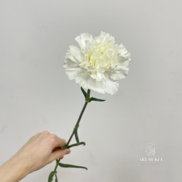 Гвоздика Микс Эквадор 