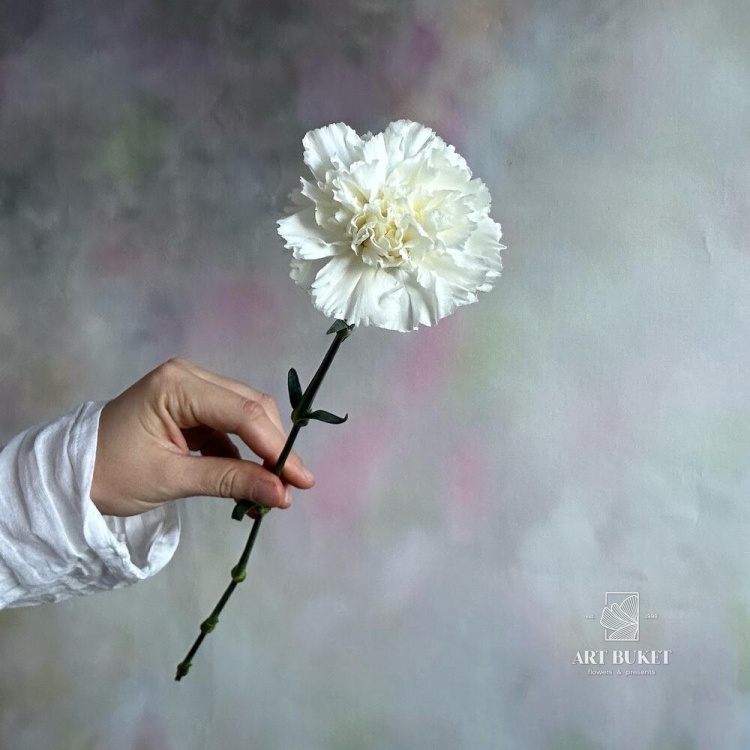 Гвоздика Микс Эквадор 