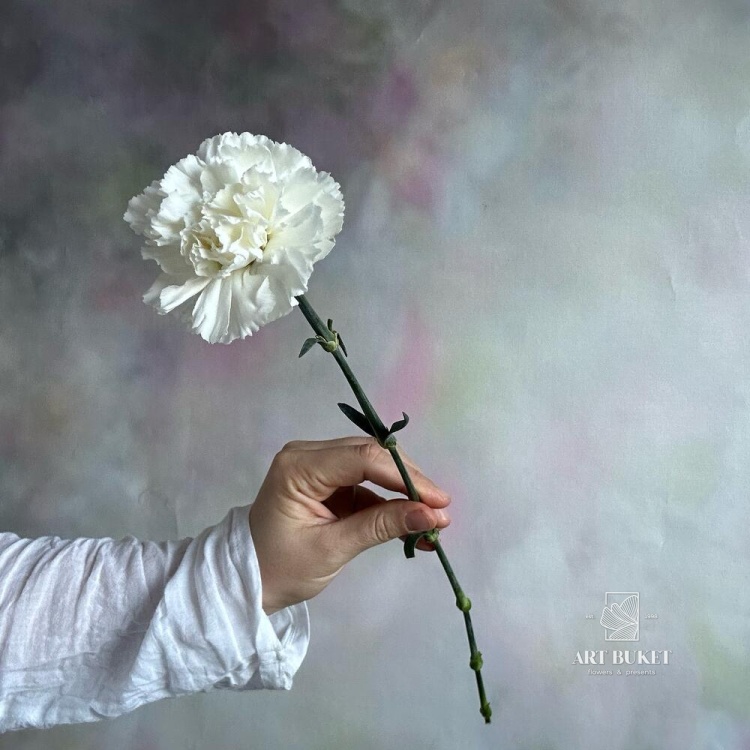 Гвоздика Микс Эквадор 