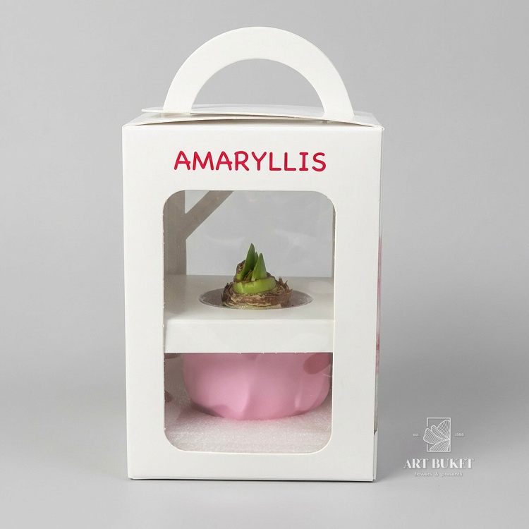 Луковица Амариллиса