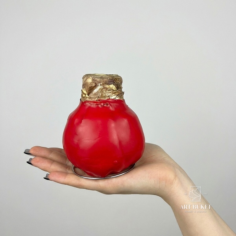 Луковица Амариллиса