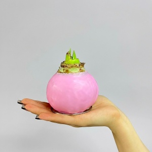 Луковица Амариллиса