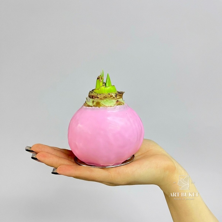 Луковица Амариллиса