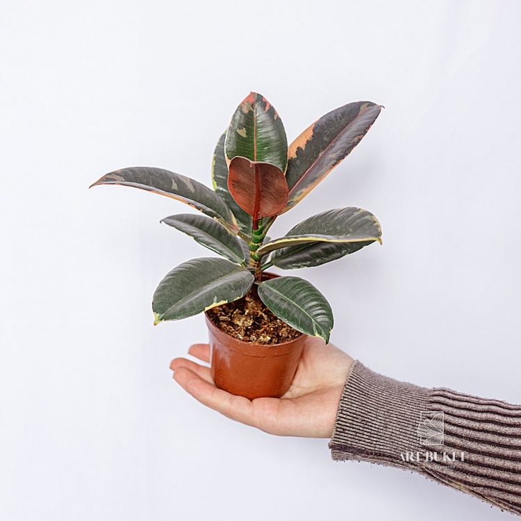 Фикус Эластика D 9