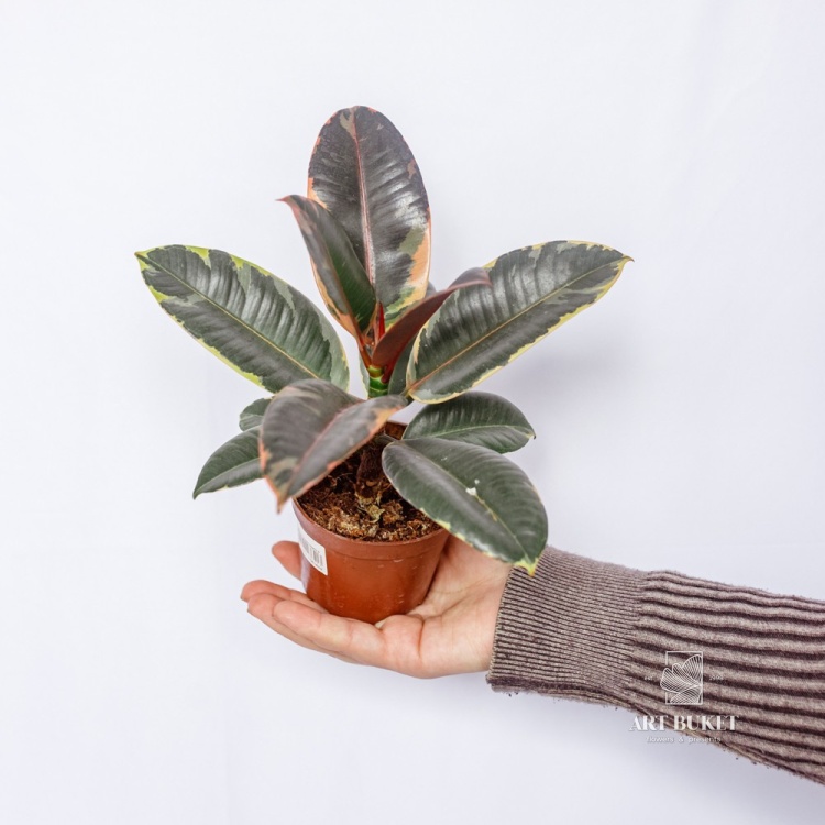 Фикус Эластика D 9