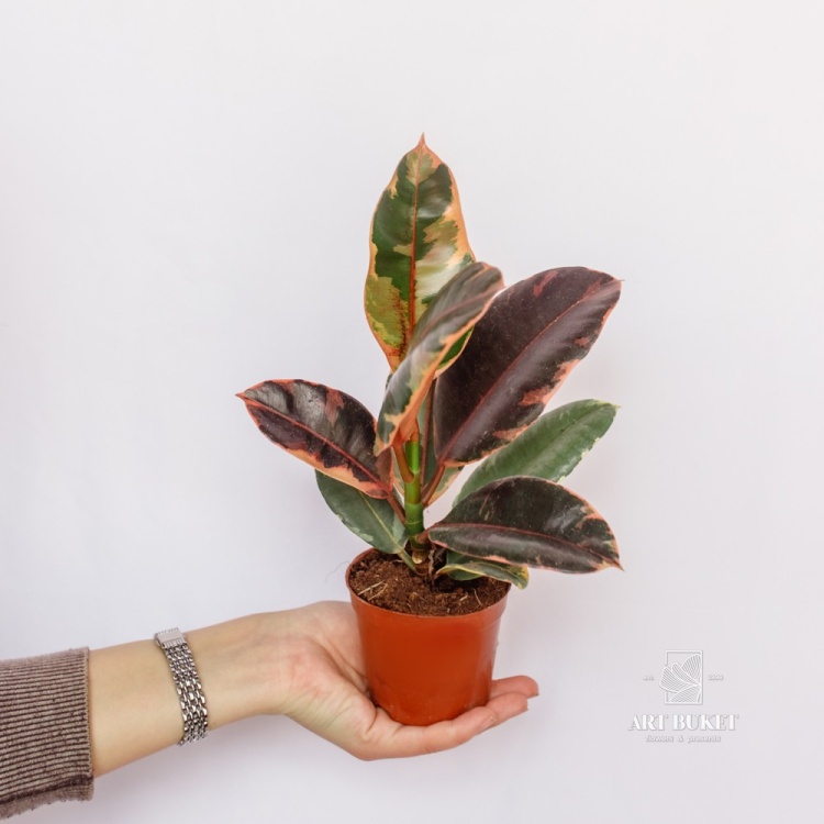 Фикус Эластика D 9