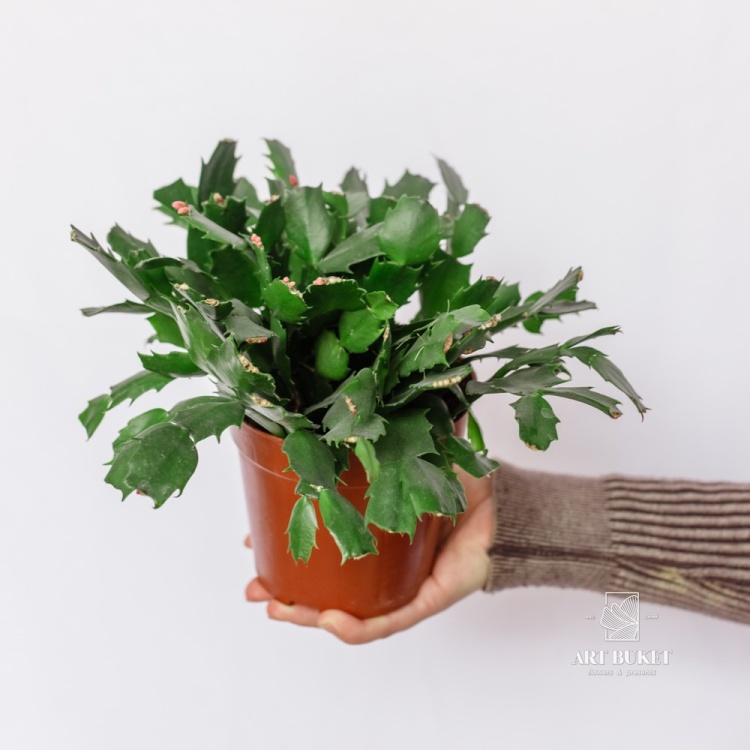 Декабрист d 14 28 см 