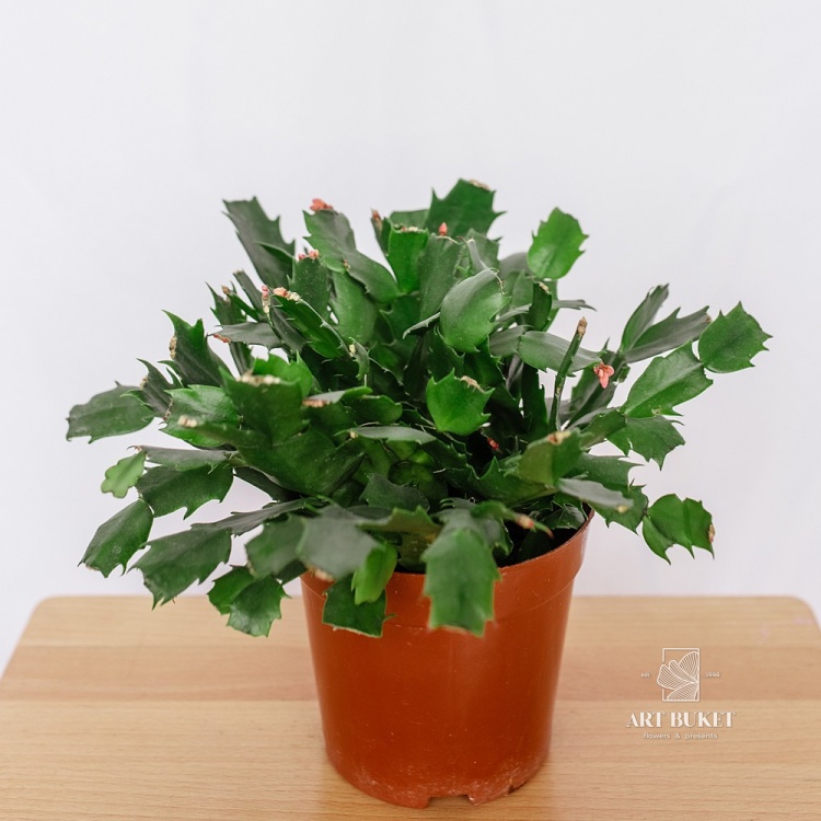 Декабрист d 14 28 см 