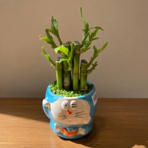 Бамбук лаки в керамике (D-11, Н-15)